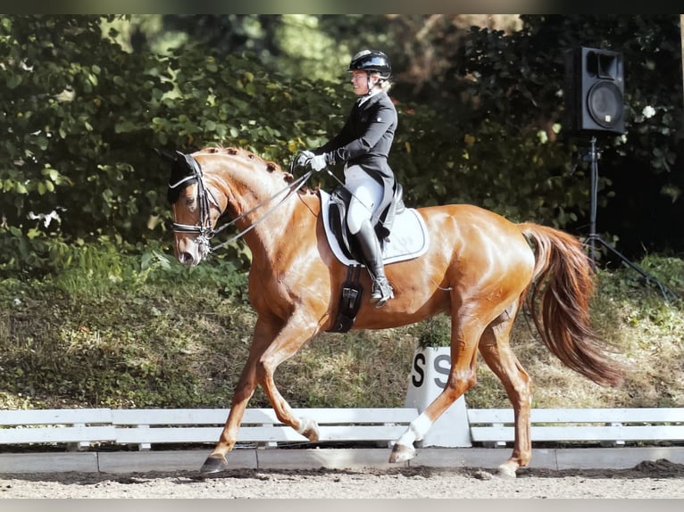Hannoveraan Merrie 12 Jaar 166 cm Vos in Hamburg