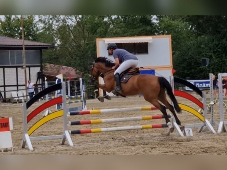 Hannoveraan Merrie 12 Jaar 167 cm Bruin in Braunschweig