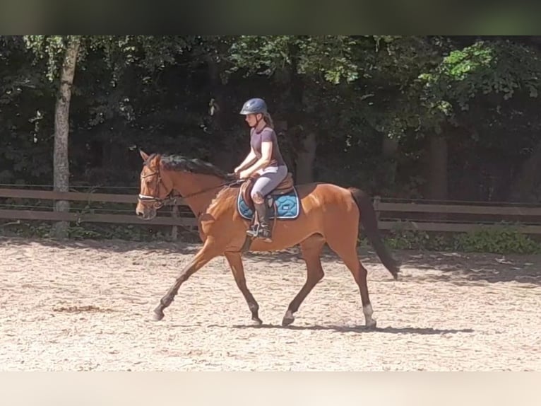 Hannoveraan Merrie 12 Jaar 167 cm Bruin in Braunschweig