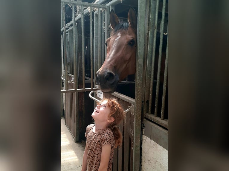 Hannoveraan Merrie 12 Jaar 167 cm Bruin in Braunschweig