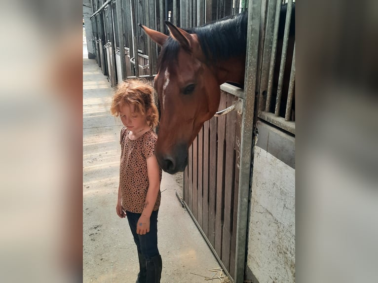 Hannoveraan Merrie 12 Jaar 167 cm Bruin in Braunschweig