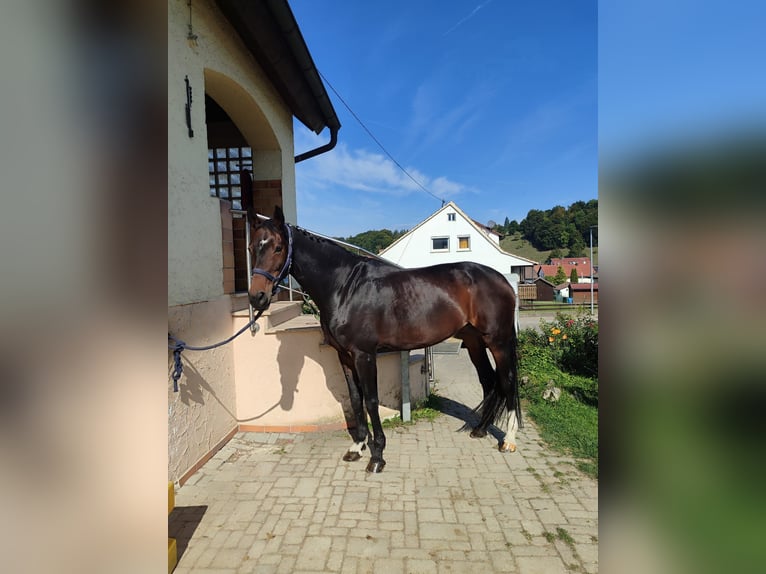 Hannoveraan Merrie 12 Jaar 167 cm Donkerbruin in Steinheim Am Albuch