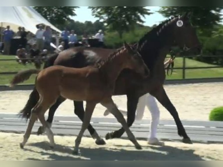 Hannoveraan Merrie 12 Jaar 167 cm in Mühlenberge