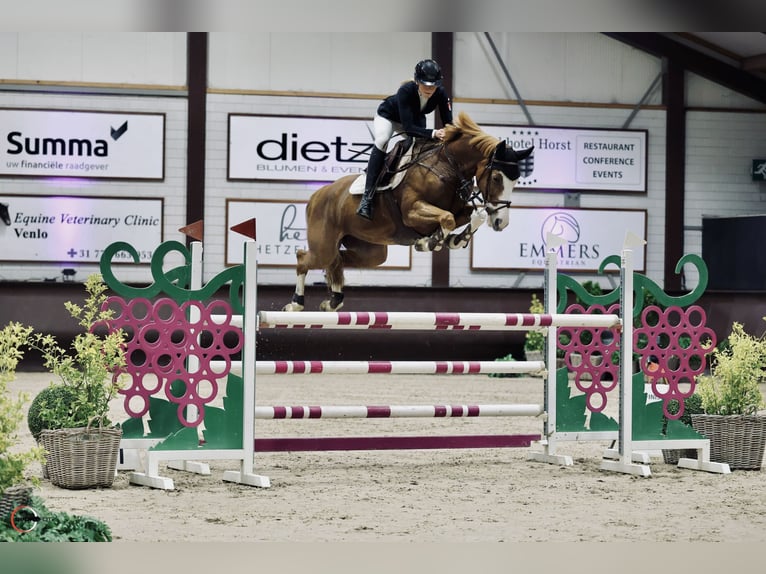 Hannoveraan Merrie 12 Jaar 167 cm Vos in Sörup