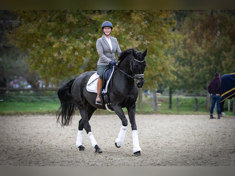 Hannoveraan Merrie 12 Jaar 167 cm Zwartbruin in Bochum