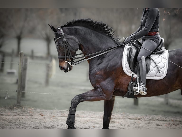 Hannoveraan Merrie 12 Jaar 167 cm Zwartbruin in Bochum