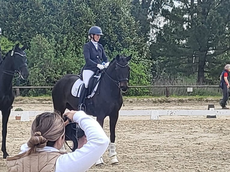 Hannoveraan Merrie 12 Jaar 167 cm Zwartbruin in Bochum