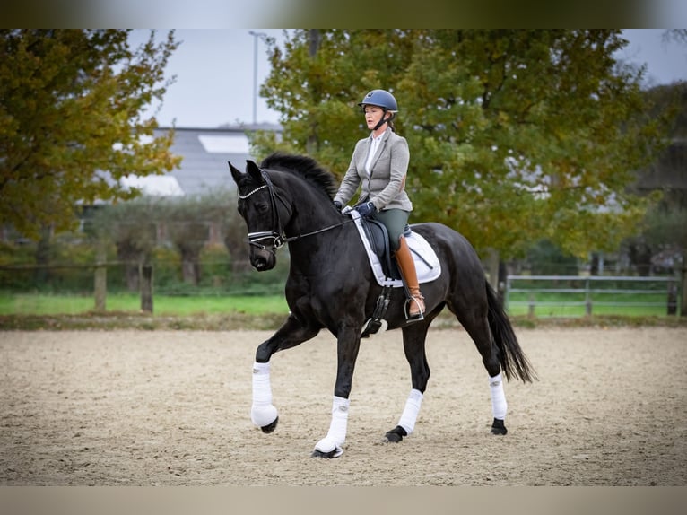 Hannoveraan Merrie 12 Jaar 167 cm Zwartbruin in Bochum