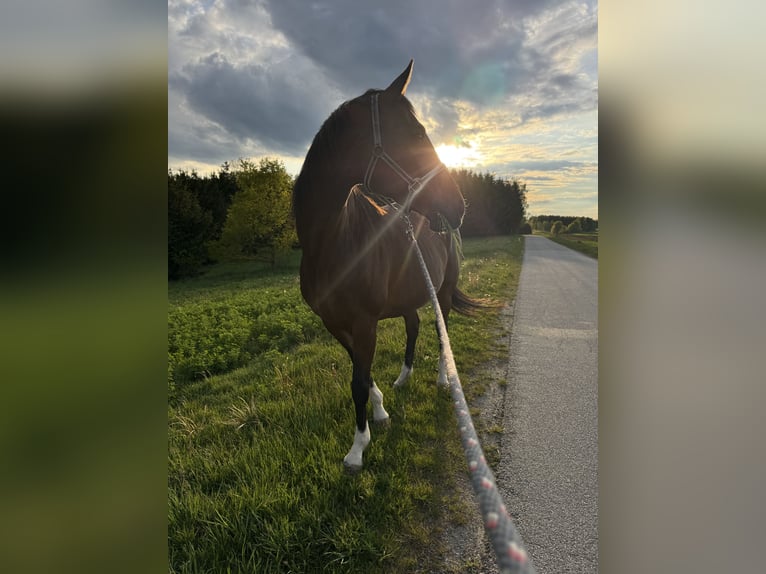 Hannoveraan Merrie 12 Jaar 168 cm Bruin in Großeberharts