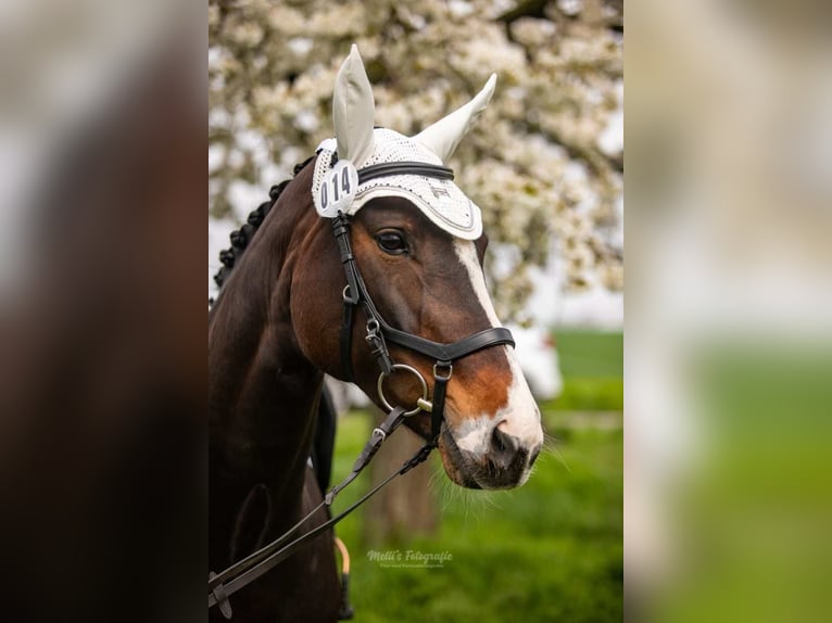 Hannoveraan Merrie 12 Jaar 168 cm Bruin in Königslutter am Elm
