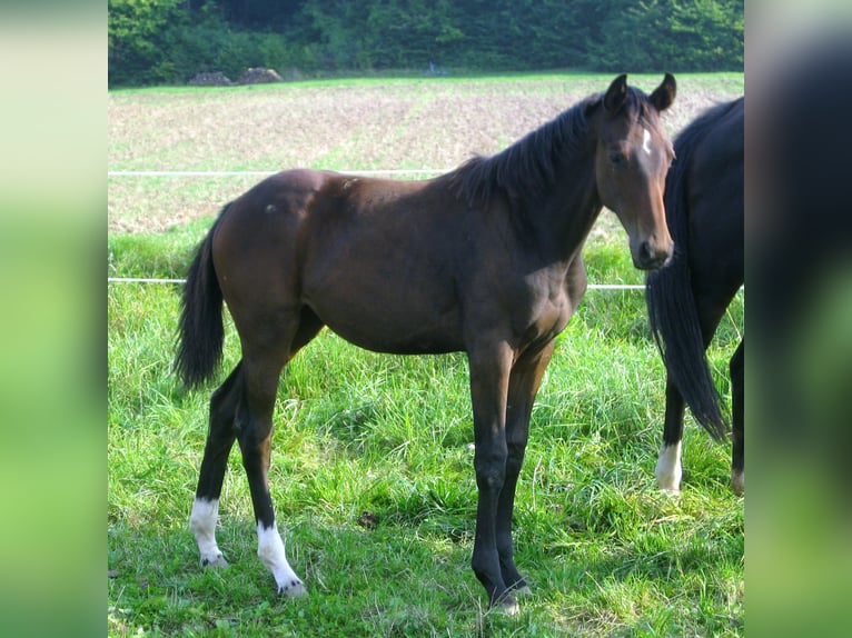 Hannoveraan Merrie 12 Jaar 168 cm Bruin in Dransfeld