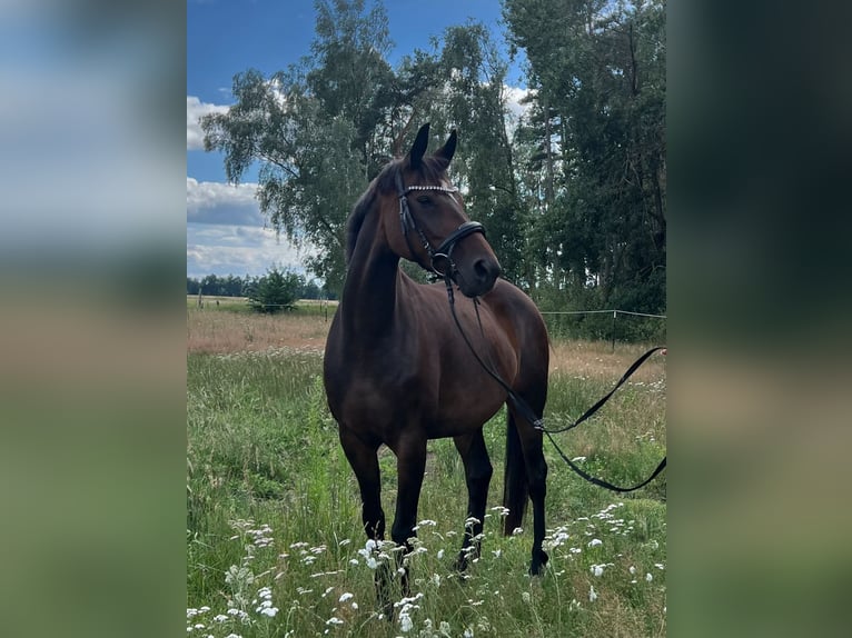 Hannoveraan Merrie 12 Jaar 168 cm Bruin in Löwenberger Land