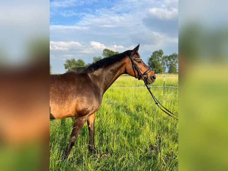 Hannoveraan Merrie 12 Jaar 168 cm Bruin in Löwenberger Land