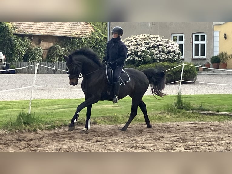 Hannoveraan Merrie 12 Jaar 168 cm Donkerbruin in Retschow