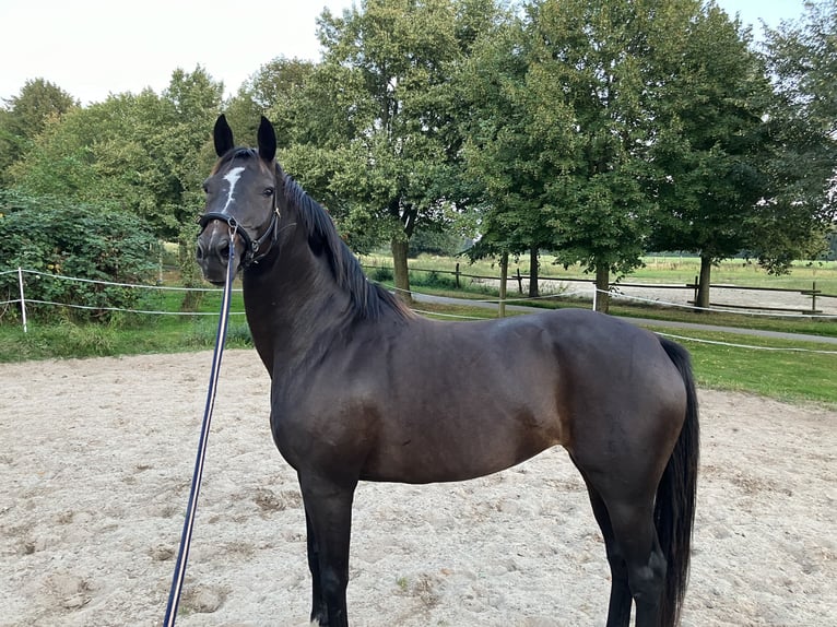 Hannoveraan Merrie 12 Jaar 168 cm Donkerbruin in Retschow