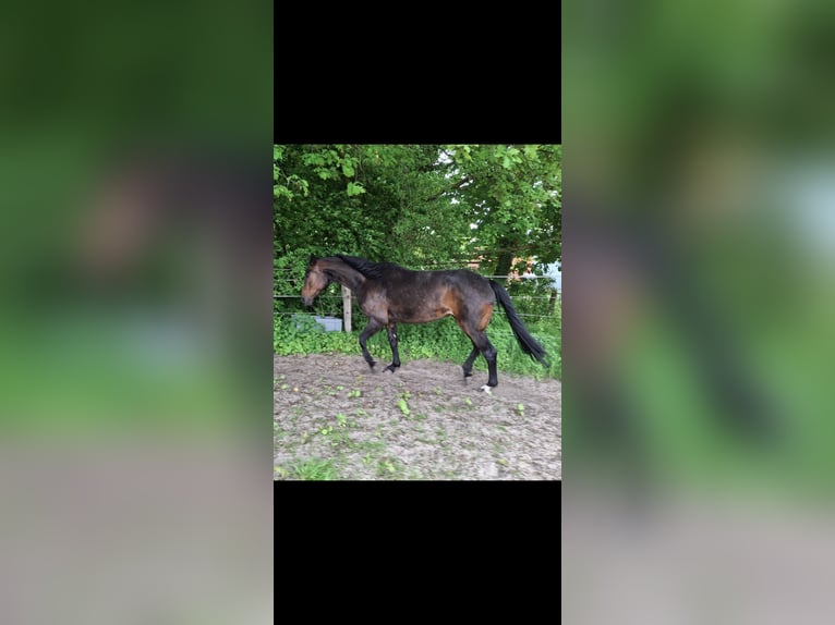 Hannoveraan Merrie 12 Jaar 168 cm Donkerbruin in Wadersloh