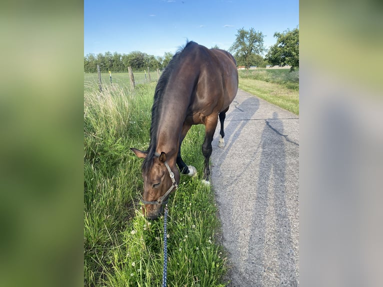Hannoveraan Merrie 12 Jaar 168 cm Donkerbruin in Schwarmstedt