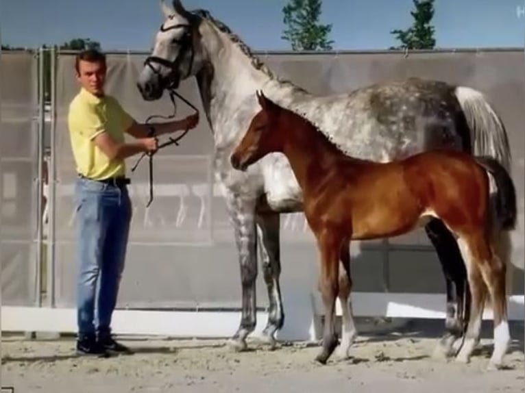 Hannoveraan Merrie 12 Jaar 168 cm Schimmel in Dornum