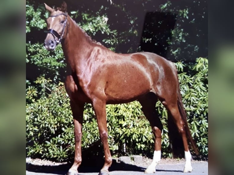 Hannoveraan Merrie 12 Jaar 168 cm Vos in Jena