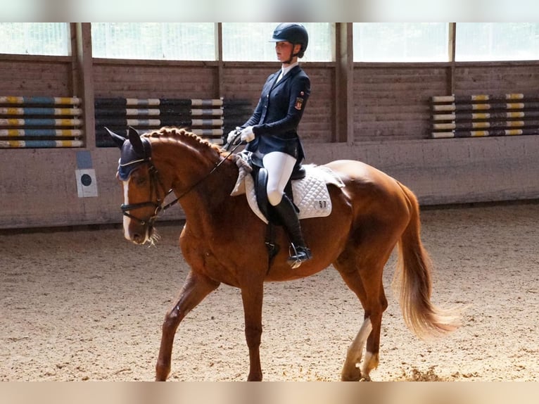 Hannoveraan Merrie 12 Jaar 168 cm Vos in Kaufbeuren