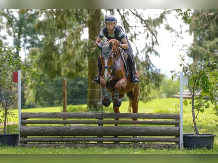 Hannoveraan Merrie 12 Jaar 168 cm Vos in Kaufbeuren