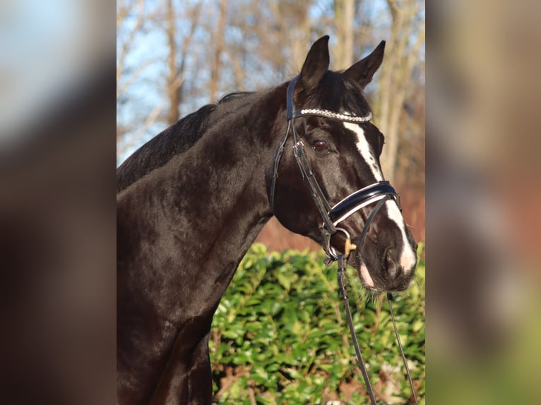 Hannoveraan Merrie 12 Jaar 168 cm Zwart in Selsingen