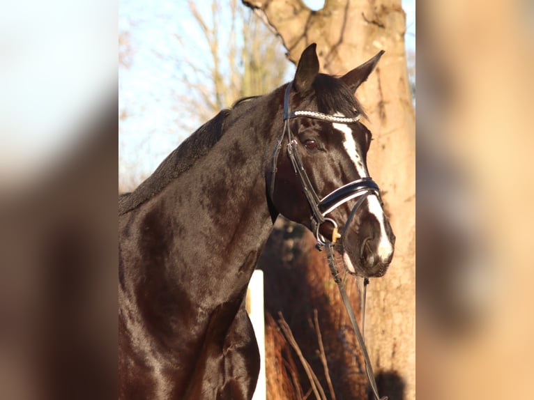 Hannoveraan Merrie 12 Jaar 168 cm Zwart in Selsingen