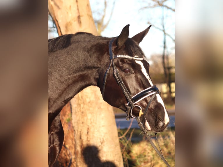 Hannoveraan Merrie 12 Jaar 168 cm Zwart in Selsingen