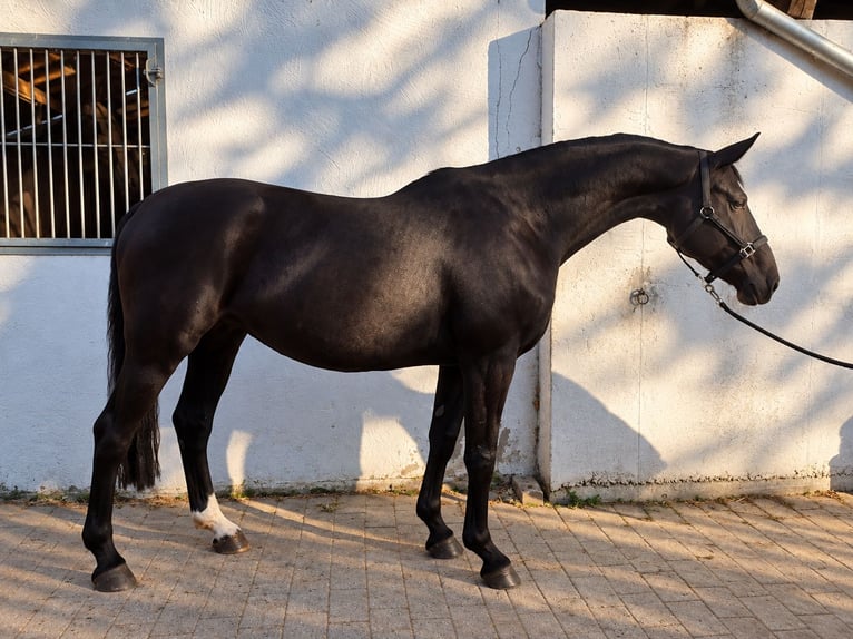 Hannoveraan Merrie 12 Jaar 168 cm Zwart in Steinmauern