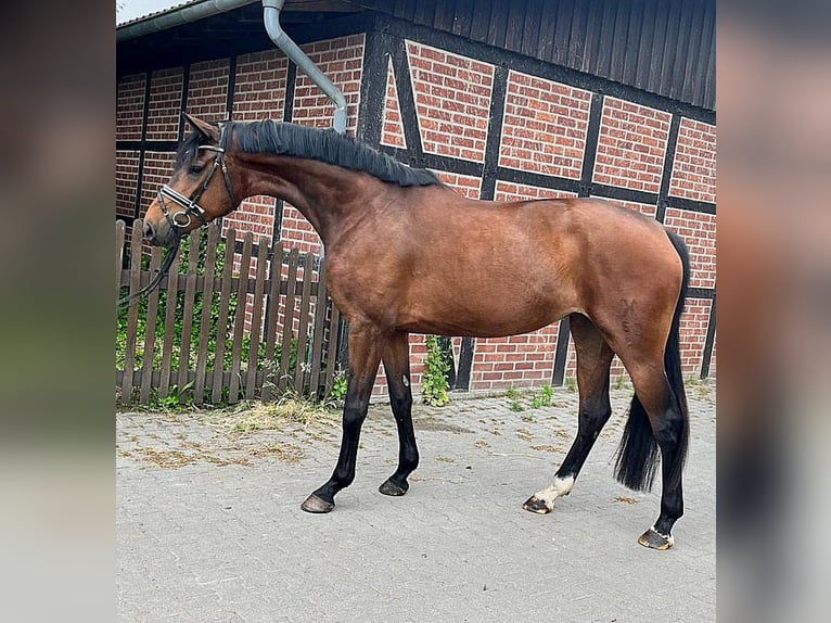 Hannoveraan Merrie 12 Jaar 168 cm Zwartbruin in Telgte