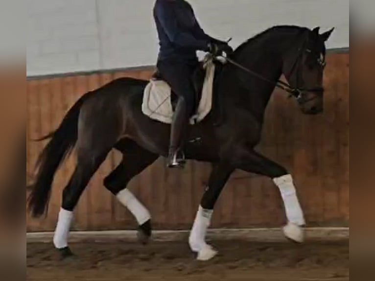 Hannoveraan Merrie 12 Jaar 168 cm Zwartbruin in Telgte