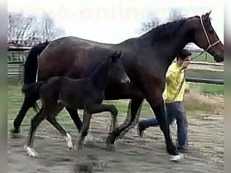 Hannoveraan Merrie 12 Jaar 168 cm Zwartbruin in Telgte