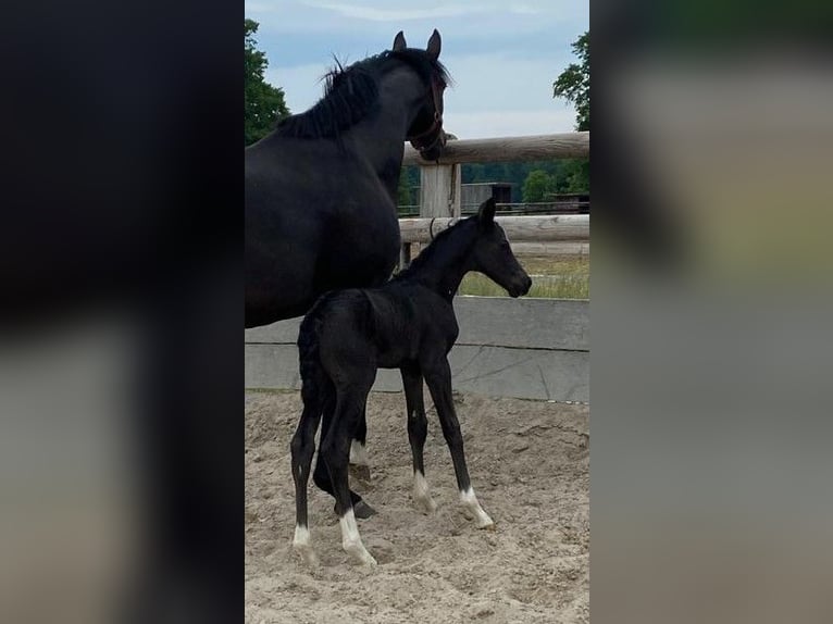 Hannoveraan Merrie 12 Jaar 168 cm Zwartbruin in Telgte