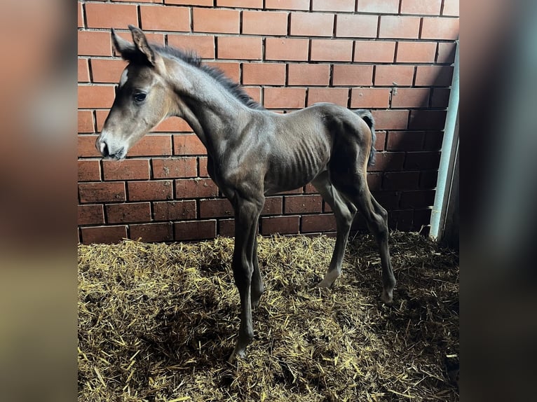 Hannoveraan Merrie 12 Jaar 168 cm Zwartbruin in Telgte