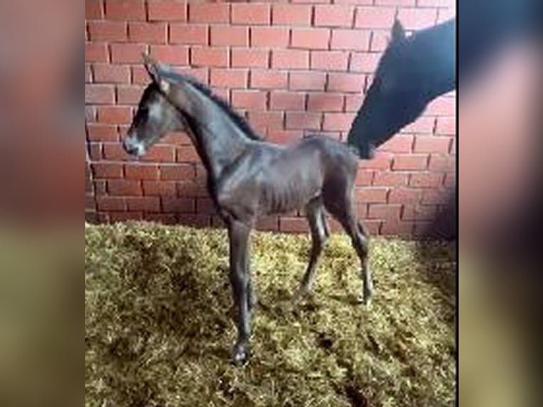 Hannoveraan Merrie 12 Jaar 168 cm Zwartbruin in Telgte