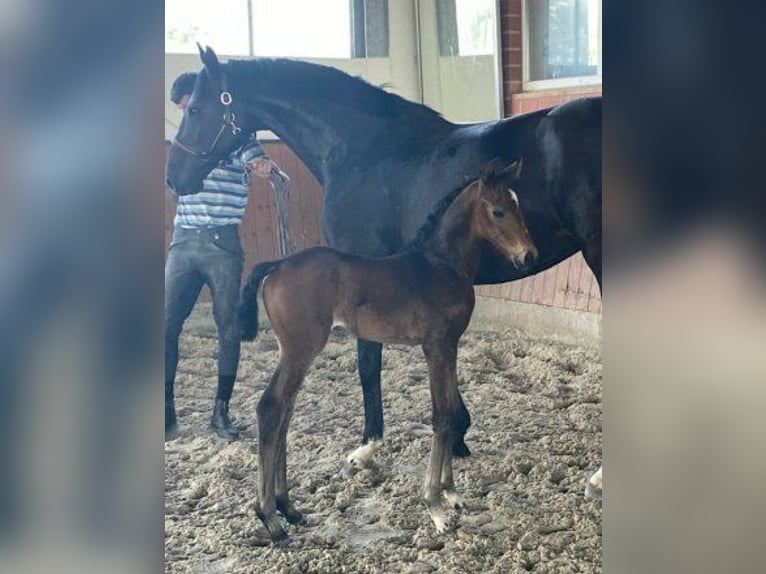 Hannoveraan Merrie 12 Jaar 168 cm Zwartbruin in Telgte