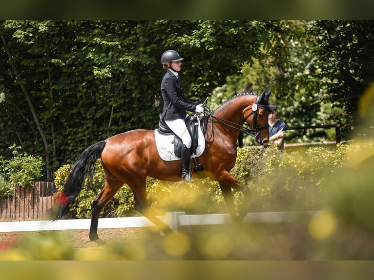 Hannoveraan Merrie 12 Jaar 169 cm Bruin in Riedstadt