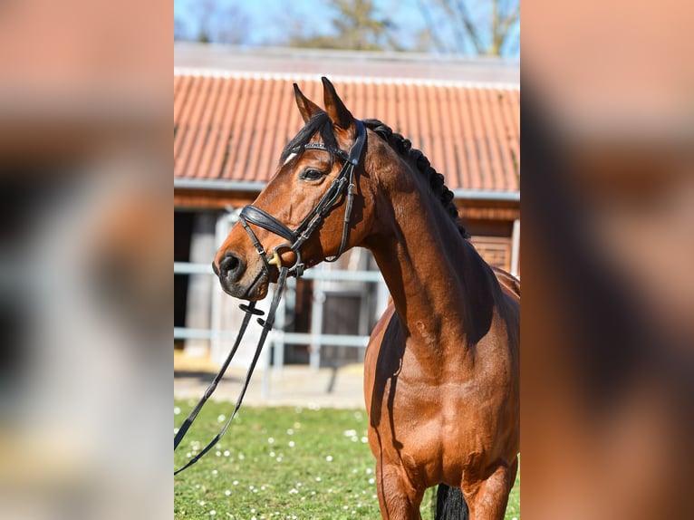 Hannoveraan Merrie 12 Jaar 169 cm Bruin in Riedstadt