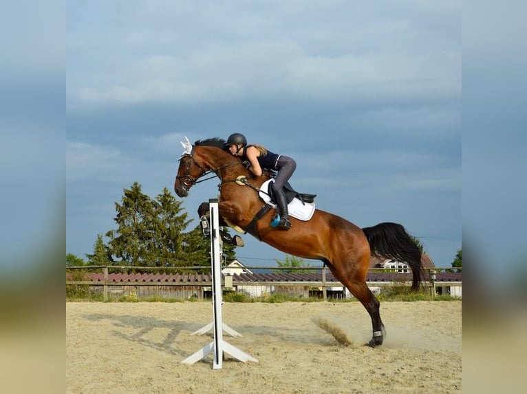 Hannoveraan Merrie 12 Jaar 169 cm Bruin in Taunusstein