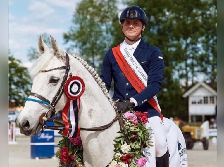 Hannoveraan Merrie 12 Jaar 169 cm Schimmel in Kondrajec