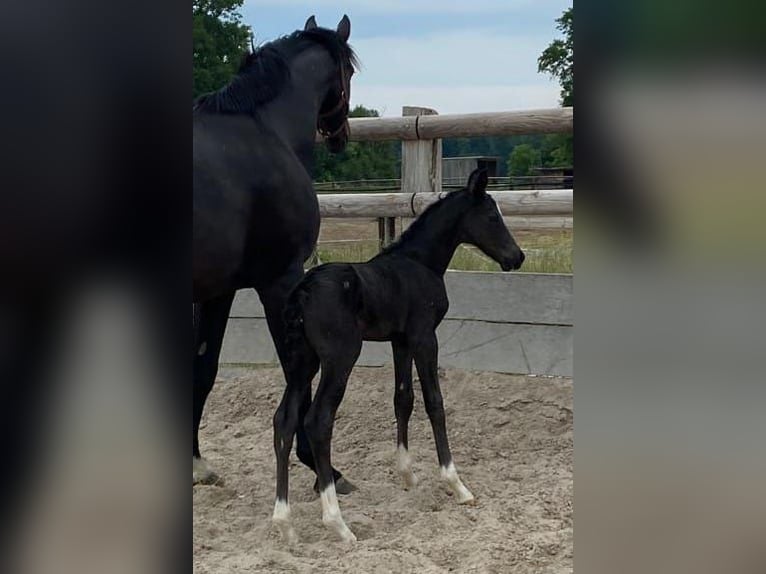 Hannoveraan Merrie 12 Jaar 169 cm Zwartbruin in Telgte