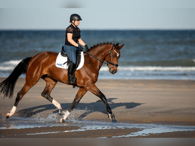 Hannoveraan Merrie 12 Jaar 170 cm Bruin in Korbach