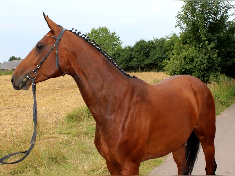 Hannoveraan Merrie 12 Jaar 170 cm Bruin in Korbach