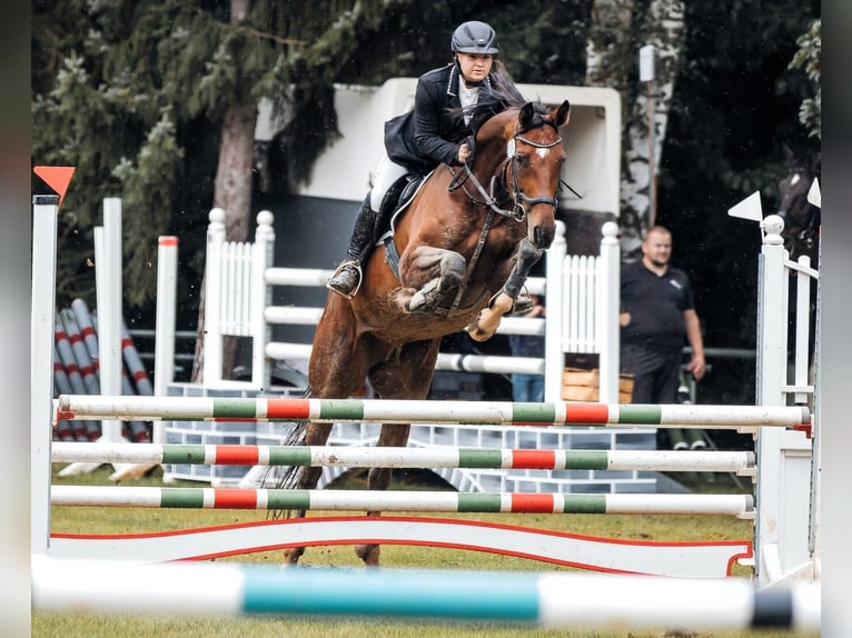 Hannoveraan Merrie 12 Jaar 170 cm Bruin in Korbach