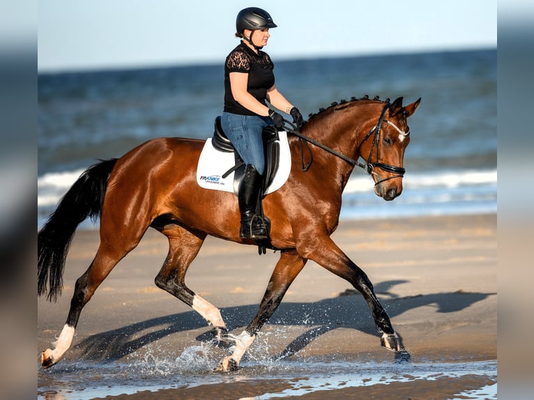Hannoveraan Merrie 12 Jaar 170 cm Bruin in Korbach
