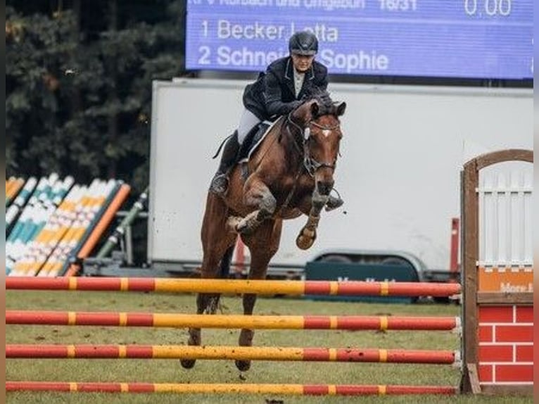 Hannoveraan Merrie 12 Jaar 170 cm Bruin in Korbach