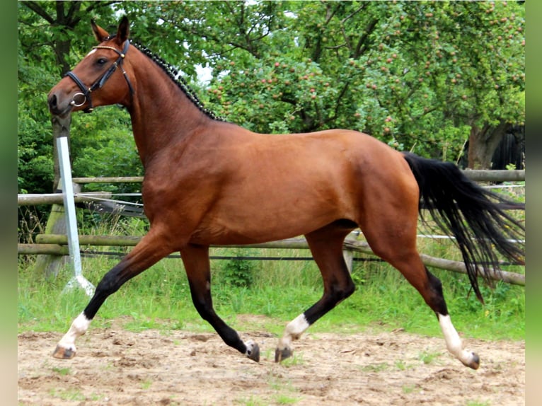 Hannoveraan Merrie 12 Jaar 170 cm Bruin in Korbach