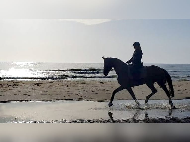 Hannoveraan Merrie 12 Jaar 170 cm Bruin in Korbach