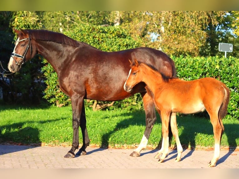 Hannoveraan Merrie 12 Jaar 170 cm Bruin in Selsingen