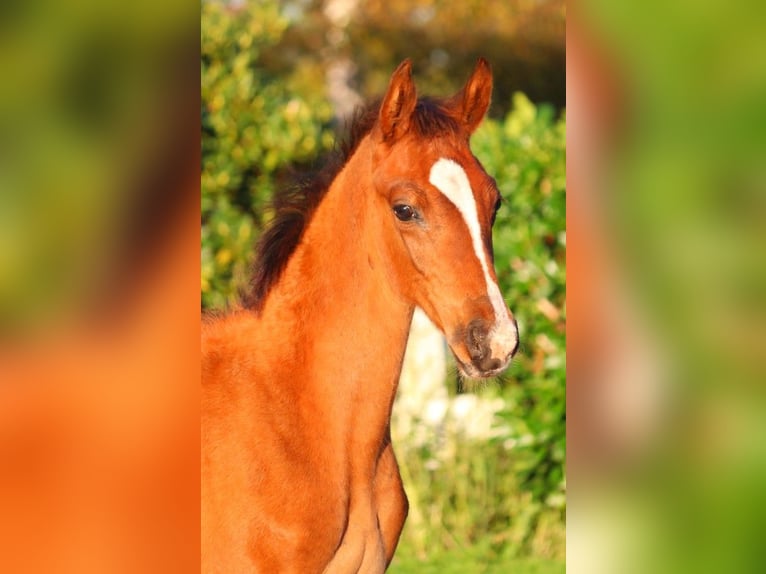 Hannoveraan Merrie 12 Jaar 170 cm Bruin in Selsingen